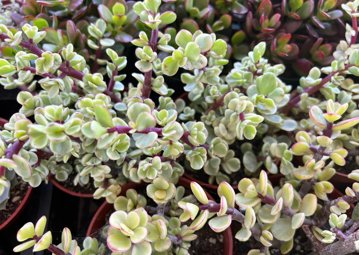 Variegated Elephant Bush Live Plant - Portulacaria Afra 'Variegata' - 2"/4" Pot - Indoor/Outdoor - Image 5