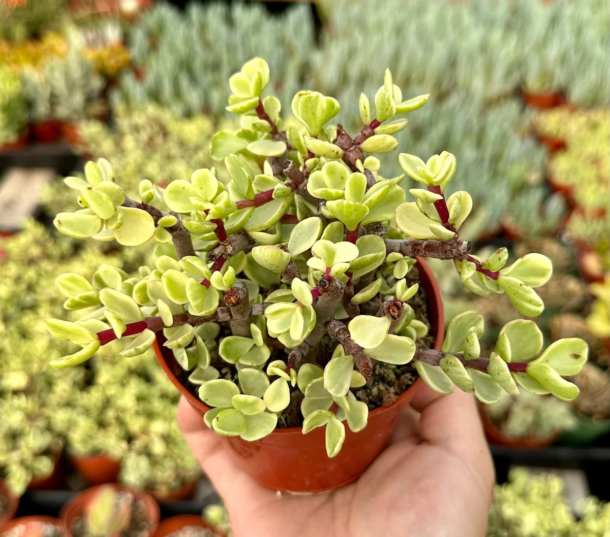 Variegated Elephant Bush Live Plant - Portulacaria Afra 'Variegata' - 2"/4" Pot - Indoor/Outdoor - Image 1