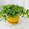 Variegated English Ivy Live Plant, 4" Pot, Hardy Climbing Houseplant, Indoor/Outdoor - Image 1