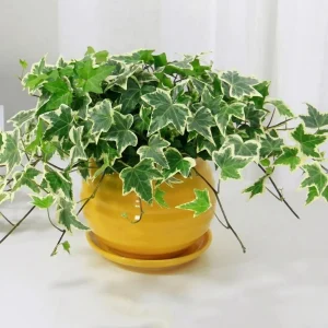 Variegated English Ivy Live Plant, 4" Pot, Hardy Climbing Houseplant, Indoor/Outdoor - Image 2