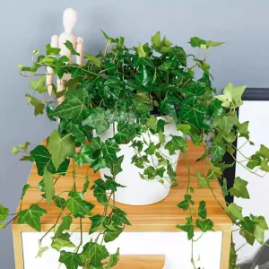 Variegated English Ivy Live Plant, 4