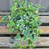 Variegated English Ivy Live Plant - Hedera helix 'Gold Child' - 6+ Inches - Indoor/Outdoor Vine - Image 1
