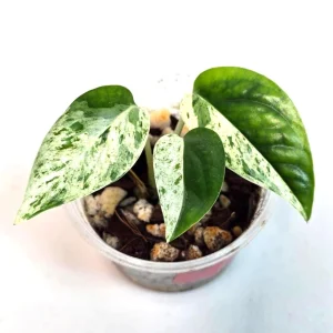 Variegated Epipremnum Pinnatum Albo Live Plant - Potted Houseplant - Image 1