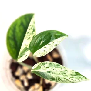 Variegated Epipremnum Pinnatum Albo Live Plant - Potted Houseplant - Image 2