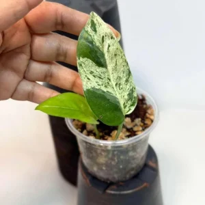 Variegated Epipremnum Pinnatum Albo Live Plant - Potted Houseplant - Image 2