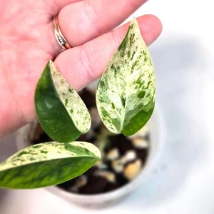 Variegated Epipremnum Pinnatum Albo Live Plant - Potted Houseplant - Image 3