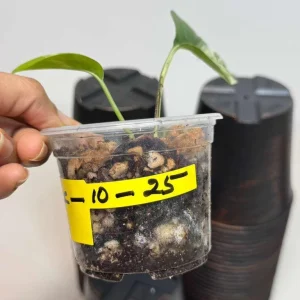 Variegated Epipremnum Pinnatum Albo Live Plant - Potted Houseplant - Image 3