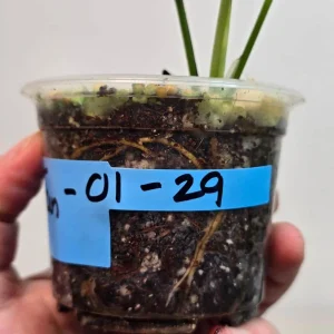 Variegated Epipremnum Pinnatum Albo Live Plant - Potted Houseplant - Image 3