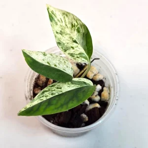 Variegated Epipremnum Pinnatum Albo Live Plant - Potted Houseplant - Image 4