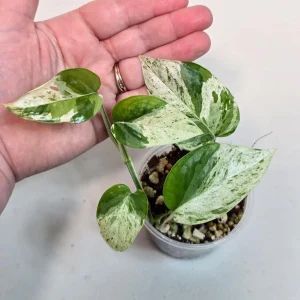 Variegated Epipremnum Pinnatum Albo Live Plant - Rare Potted Houseplant - Image 1