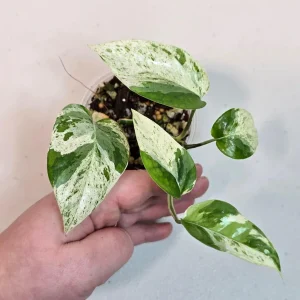 Variegated Epipremnum Pinnatum Albo Live Plant - Rare Potted Houseplant - Image 2