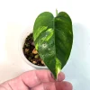 Variegated Epipremnum Pinnatum Golden Flame Live Plant - Rare Indoor Aroid - Image 1