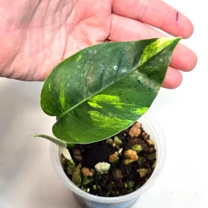 Variegated Epipremnum Pinnatum Golden Flame Live Plant - Rare Indoor Aroid - Image 2