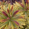 Variegated Euphorbia Ascot Rainbow Live Plant – 4 inch Pot – Outdoor Perennial - Image 1