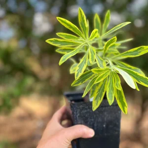 Variegated Euphorbia Ascot Rainbow Live Plant – 4 inch Pot – Outdoor Perennial - Image 3