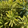 Variegated Euphorbia Ascot Rainbow Live Plant - Perennial, Starter, Deer Resistant - Image 1