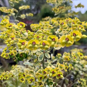 Variegated Euphorbia Ascot Rainbow Live Plant - Perennial, Starter, Deer Resistant - Image 3
