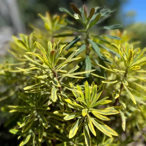 Variegated Euphorbia Ascot Rainbow Live Plant - Perennial, Starter, Deer Resistant - Image 5