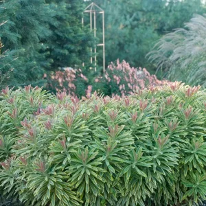 Variegated Euphorbia Ascot Rainbow Live Plant - Perennial, Starter, Deer Resistant - Image 6
