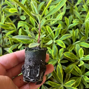 Variegated Euphorbia Ascot Rainbow Live Plant - Perennial, Starter, Deer Resistant - Image 8