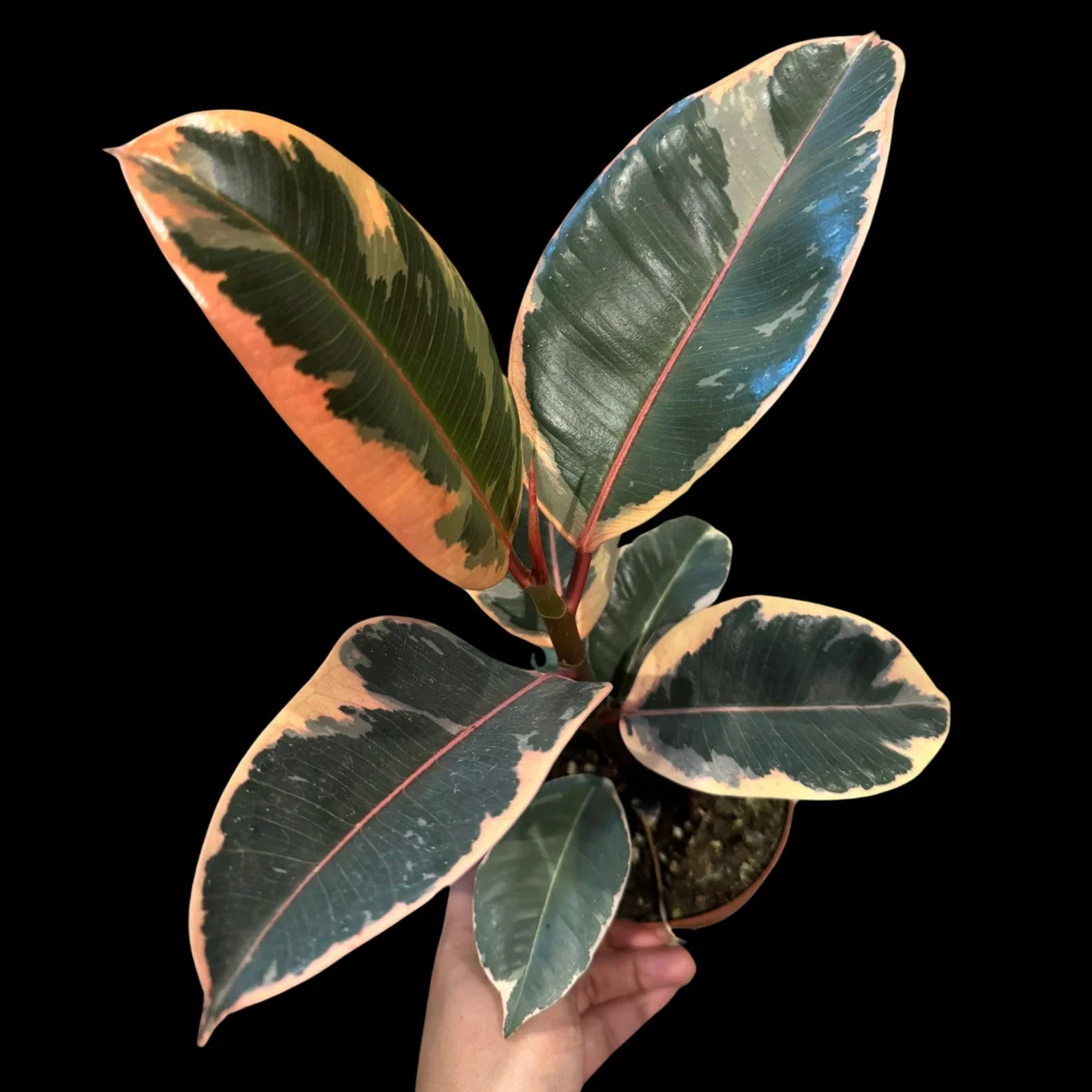 Variegated Ficus Elastica Tineke Rubber Plant - Live Indoor Houseplant - Image 3