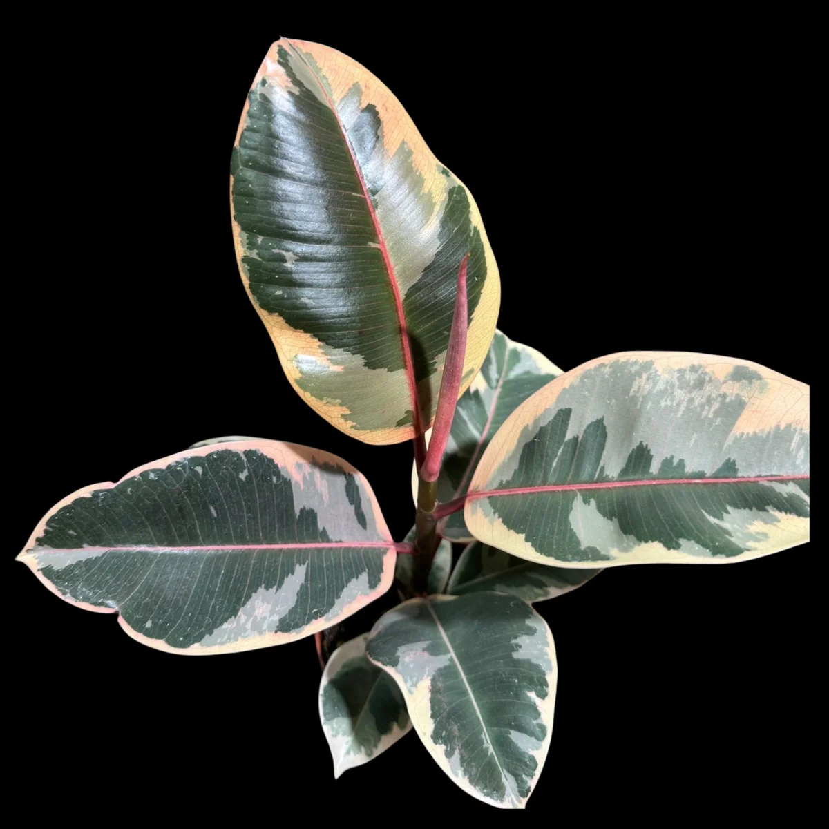 Variegated Ficus Elastica Tineke Rubber Plant - Live Indoor Houseplant - Image 6