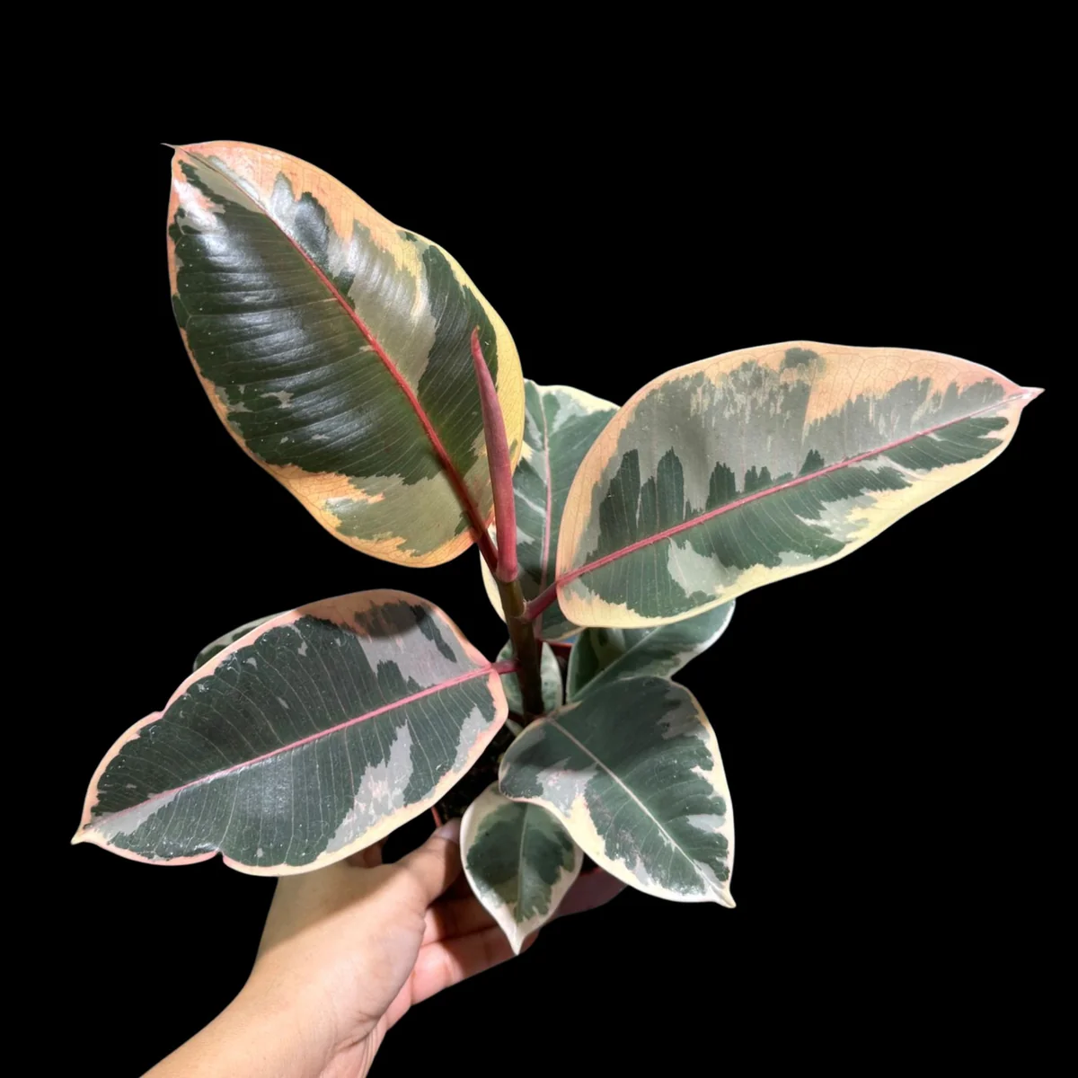 Variegated Ficus Elastica Tineke Rubber Plant - Live Indoor Houseplant - Image 7