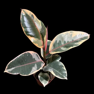 Variegated Ficus Elastica Tineke Rubber Plant - Live Indoor Houseplant - Image 8