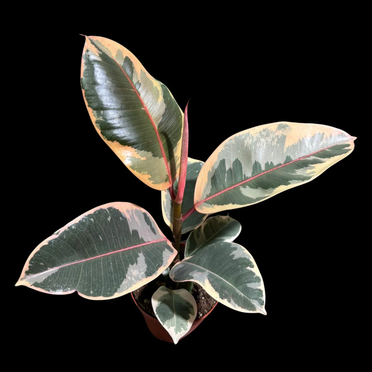 Variegated Ficus Elastica Tineke Rubber Plant - Live Indoor Houseplant - Image 8