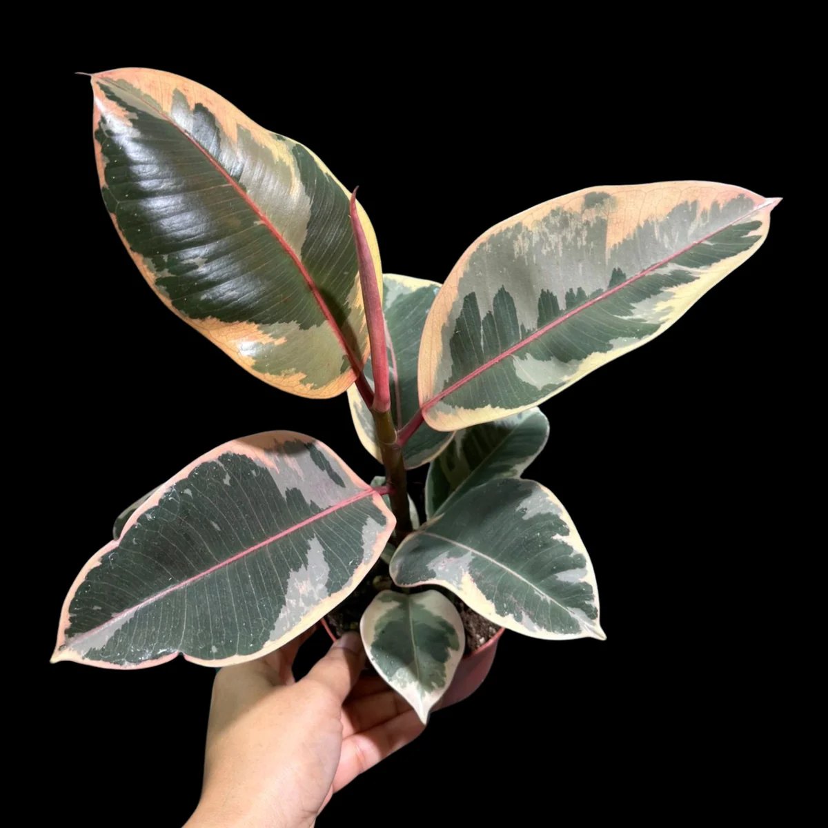 Variegated Ficus Elastica Tineke Rubber Plant - Live Indoor Houseplant - Image 9