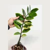 Variegated Gold ZZ Live Plant - Zamioculcas Zamiifolia - Rare Indoor Houseplant - Image 1