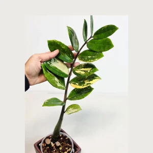 Variegated Gold ZZ Live Plant - Zamioculcas Zamiifolia - Rare Indoor Houseplant - Image 1