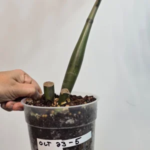 Variegated Gold ZZ Live Plant - Zamioculcas Zamiifolia - Rare Indoor Houseplant - Image 7