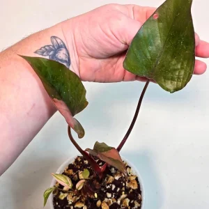 Variegated Homalomena Pink Diamond Live Plant - Rare Pink Foliage Houseplant - Image 3