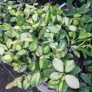 Variegated Hoya Australis Lisa Live Plant - 4in Pot - Indoor Hoya - Image 2