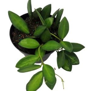 Variegated Hoya Burtoniae Wax Plant - Live Plant - 4 inch Pot - Indoor - Image 2