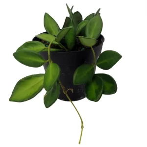 Variegated Hoya Burtoniae Wax Plant - Live Plant - 4 inch Pot - Indoor - Image 4