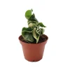 Variegated Hoya Hindu Rope Live Plant – Rare – 2.5 inch Pot – Indoor - Image 1