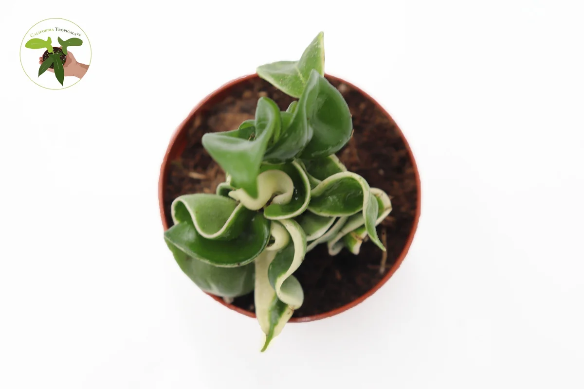 Variegated Hoya Hindu Rope Live Plant – Rare – 2.5 inch Pot – Indoor - Image 2