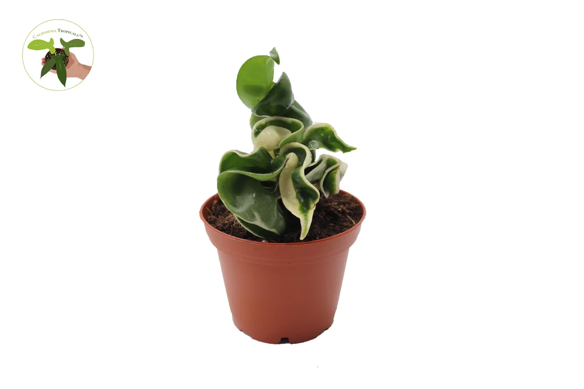 Variegated Hoya Hindu Rope Live Plant – Rare – 2.5 inch Pot – Indoor - Image 1
