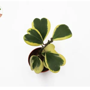 Variegated Hoya Kerrii Live Plant – 4 inch Pot – Tall Stem – Indoor Plant - Image 2