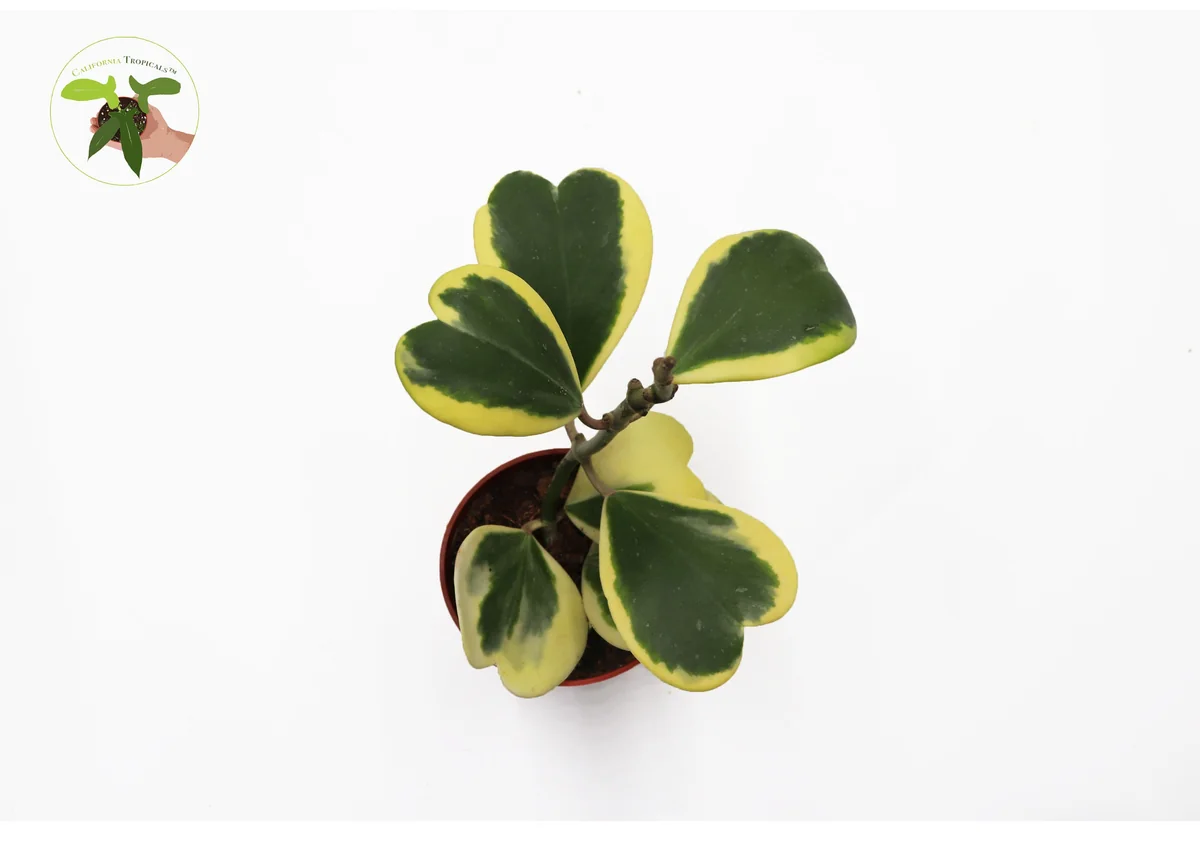 Variegated Hoya Kerrii Live Plant – 4 inch Pot – Tall Stem – Indoor Plant - Image 2