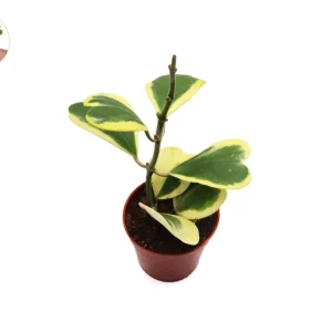 Variegated Hoya Kerrii Live Plant – 4 inch Pot – Tall Stem – Indoor Plant - Image 1