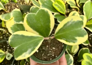 Variegated Hoya Kerrii Live Plant - Sweetheart Hoya - 2, 4, 6 inch pot - Image 2