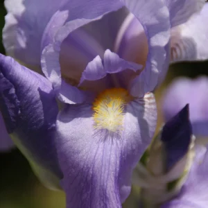 Variegated Iris pallida Bareroot Plant - Sweet Iris - 24-36 inches Tall - Image 2