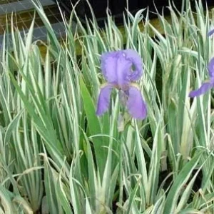 Variegated Iris pallida Bareroot Plant - Sweet Iris - 24-36 inches Tall - Image 1