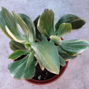 Variegated Jade Plant 4" Tall Live Succulent - Indoor Potted Plant - Image 1