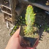 Variegated Joseph's Coat Cactus Live Plant – Opuntia Monacantha Variegata – 2 inch Pot – Indoor/Outdoor - Image 1