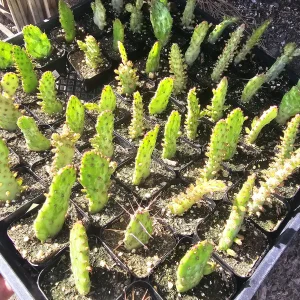Variegated Joseph's Coat Cactus Live Plant – Opuntia Monacantha Variegata – 2 inch Pot – Indoor/Outdoor - Image 2