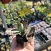 Variegated Kalanchoe Humilis Succulent Live Plant - 2 inch Pot - Image 1